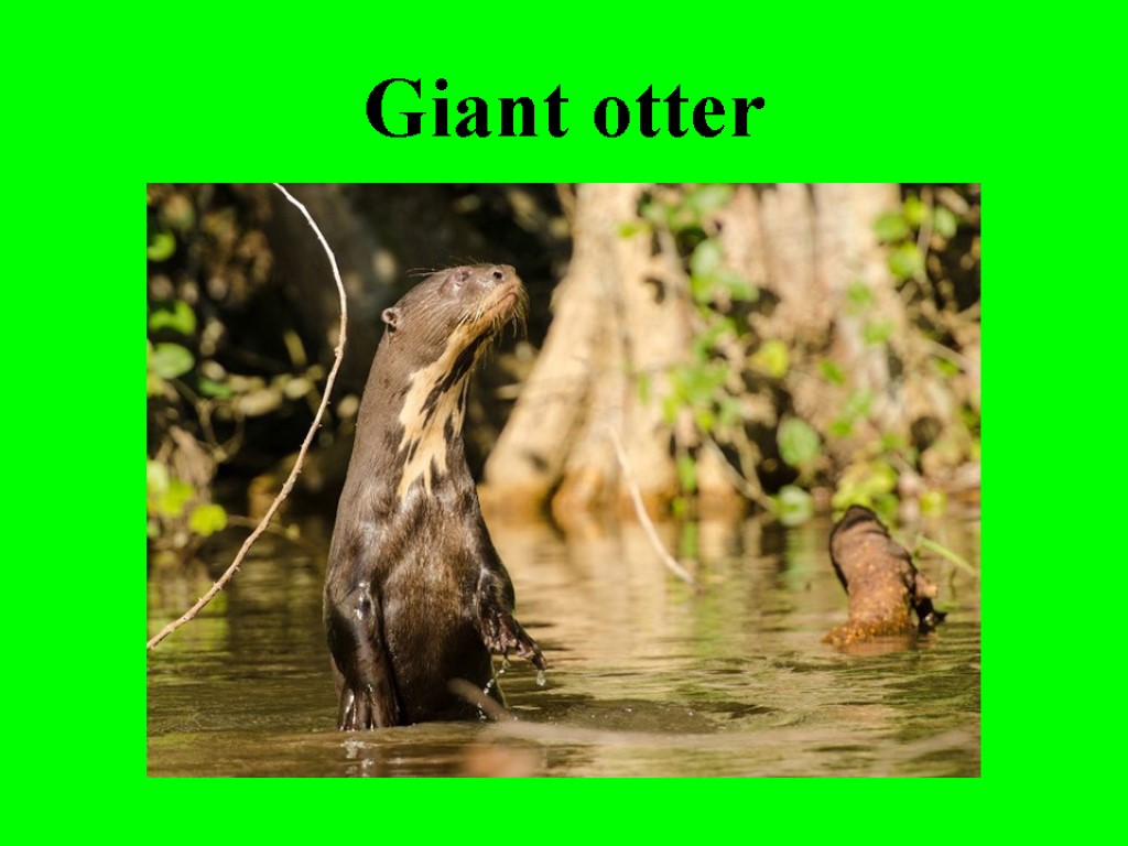 Giant otter